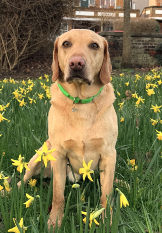 Illustration de l'article : &laquo; Regardez comme il est fier ! &raquo;, un Labrador passionn&eacute; de tr&eacute;sors transporte un &eacute;norme lapin en peluche jusqu&rsquo;&agrave; sa maison (vid&eacute;o)