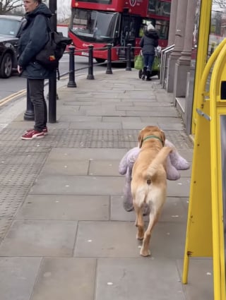 Illustration de l'article : &laquo; Regardez comme il est fier ! &raquo;, un Labrador passionn&eacute; de tr&eacute;sors transporte un &eacute;norme lapin en peluche jusqu&rsquo;&agrave; sa maison (vid&eacute;o)