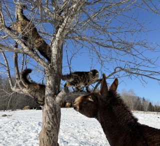 Illustration de l'article : Perch&eacute; dans un arbre enneig&eacute; ce chat Maine Coon s'amuse avec les oreilles d'un &acirc;ne tr&egrave;s patient (vid&eacute;o)