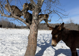 Illustration de l'article : Perch&eacute; dans un arbre enneig&eacute; ce chat Maine Coon s'amuse avec les oreilles d'un &acirc;ne tr&egrave;s patient (vid&eacute;o)