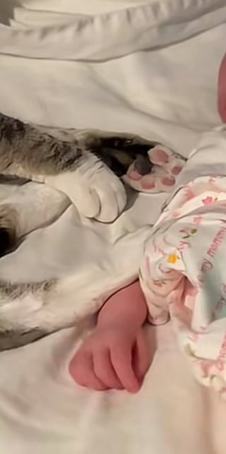 Illustration de l'article : Une jeune mère fond en larmes en filmant sa chatte s'allonger tendrement contre son bébé nouveau-né (vidéo)