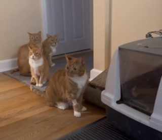 Illustration de l'article : Accus&eacute;e de n'avoir qu'une seule liti&egrave;re cette propri&eacute;taire filme ses chats roux attendant patiemment leur tour (vid&eacute;o)