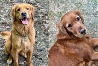 Illustration de l'article : La tranquillit&eacute; d'un petit village troubl&eacute;e par la disparition myst&eacute;rieuse de 2 chiennes, l'une d'elles refait surface 3 semaines plus tard