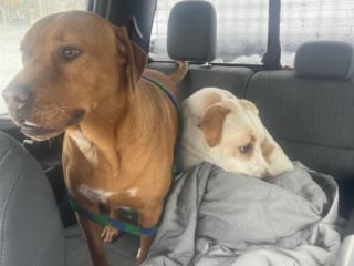 Illustration de l'article : Avec son engin, ce conducteur de chasse-neige bloque la route et secourt du froid 2 chiennes courant sur l'autoroute 