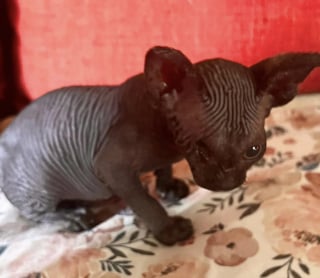 Illustration de l'article : Bless&eacute; et malade, ce Sphynx &acirc;g&eacute; de 2 semaines peut compter sur les chaussettes de ses bienfaiteurs pour se r&eacute;chauffer (vid&eacute;o)