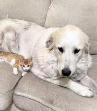 Illustration de l'article : Rejet&eacute; par sa m&egrave;re ce minuscule chaton choy&eacute; par une chienne Patou attend d&eacute;sormais sa famille d'adoption (vid&eacute;o)