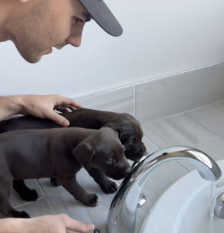 Illustration de l'article : « Grand jour pour les petits bébés ! », un père d’accueil rassure ses chiots en prenant leur premier bain avec eux (vidéo)