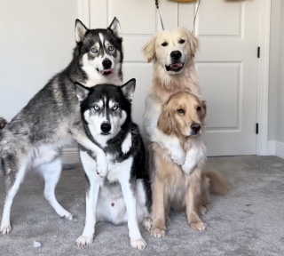 Illustration de l'article : « Grand jour pour les petits bébés ! », un père d’accueil rassure ses chiots en prenant leur premier bain avec eux (vidéo)