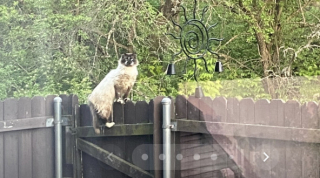 Illustration de l'article : « C'était tellement beau de le voir se transformer », une femme gagne patiemment la confiance d’un chat errant et lui offre un foyer aimant (vidéo)