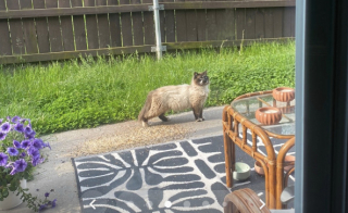 Illustration de l'article : « C'était tellement beau de le voir se transformer », une femme gagne patiemment la confiance d’un chat errant et lui offre un foyer aimant (vidéo)