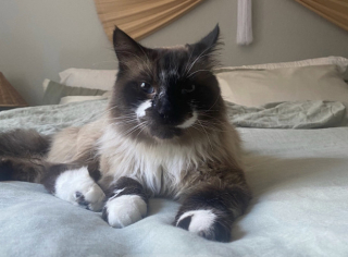 Illustration de l'article : « C'était tellement beau de le voir se transformer », une femme gagne patiemment la confiance d’un chat errant et lui offre un foyer aimant (vidéo)