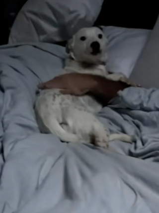 Illustration de l'article : « Elle pourrait te piquer ton mec si elle voulait ! », chaque matin, cette chienne autrefois méfiante câline le mari de sa bienfaitrice dans son lit (vidéo)