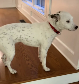 Illustration de l'article : « Elle pourrait te piquer ton mec si elle voulait ! », chaque matin, cette chienne autrefois méfiante câline le mari de sa bienfaitrice dans son lit (vidéo)