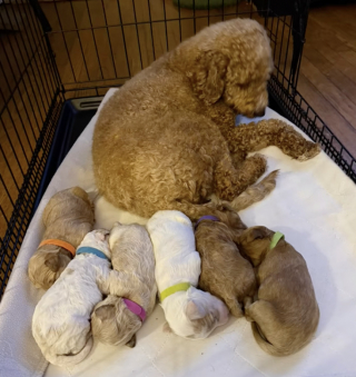 Illustration de l'article : &laquo; Maintenant, occupe-toi de tes petits-enfants ! &raquo;, une chienne fatigu&eacute;e confie ses b&eacute;b&eacute;s &agrave; sa ma&icirc;tresse, car elle a besoin d&rsquo;une pause (vid&eacute;o)