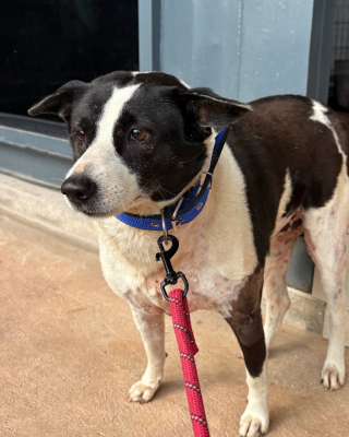 Illustration de l'article : Attaqu&eacute;e par une meute de chiens errants, cette chienne avec 30 points de suture n'a jamais perdu sa gentillesse et sa douceur (vid&eacute;o)