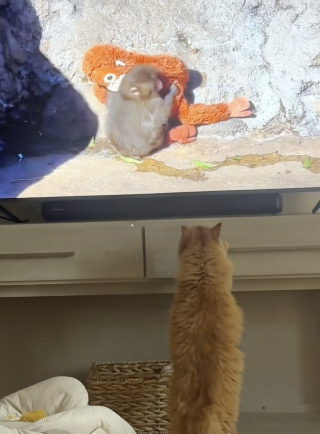 Illustration de l'article : Captivée par une vidéo, cette chatte semble compatir au sort de Punch, le petit singe rejeté par sa mère (vidéo)