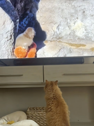 Illustration de l'article : Captivée par une vidéo, cette chatte semble compatir au sort de Punch, le petit singe rejeté par sa mère (vidéo)