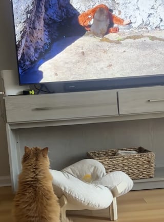 Illustration de l'article : Captivée par une vidéo, cette chatte semble compatir au sort de Punch, le petit singe rejeté par sa mère (vidéo)