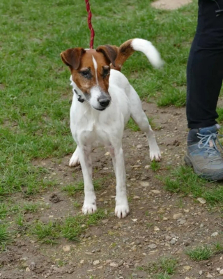 Illustration de l'article : 5 jours apr&egrave;s son enl&egrave;vement &agrave; la SPA de Poitiers par 3 individus, ce Fox Terrier malade est retrouv&eacute; sur une route