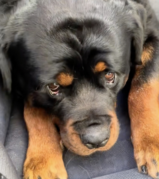 Illustration de l'article : Consid&eacute;r&eacute; par beaucoup comme un &laquo; chien m&eacute;chant &raquo;, un Rottweiler surprend ses d&eacute;tracteurs en prenant peur face &agrave; un Chihuahua (vid&eacute;o)