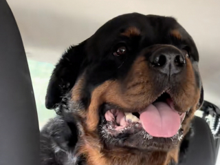 Illustration de l'article : Consid&eacute;r&eacute; par beaucoup comme un &laquo; chien m&eacute;chant &raquo;, un Rottweiler surprend ses d&eacute;tracteurs en prenant peur face &agrave; un Chihuahua (vid&eacute;o)