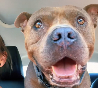 Illustration de l'article : Après 3 années passées auprès d’un propriétaire maltraitant qui le laissait attaché en plein soleil, un chien prend la route vers sa nouvelle vie (vidéo)