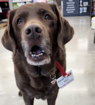 Illustration de l'article : &laquo; Dites-nous qu'elle a &eacute;t&eacute; nomm&eacute;e employ&eacute;e du mois ! &raquo;, cette chienne avec un badge professionnel fait le bonheur des clients d'un magasin (vid&eacute;o)