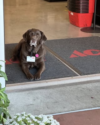 Illustration de l'article : &laquo; Dites-nous qu'elle a &eacute;t&eacute; nomm&eacute;e employ&eacute;e du mois ! &raquo;, cette chienne avec un badge professionnel fait le bonheur des clients d'un magasin (vid&eacute;o)
