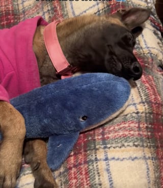 Illustration de l'article : « Elle a commencé à nous croire », il a fallu 3 mois à cette chienne blessée par les humains pour retrouver confiance en eux (vidéo)