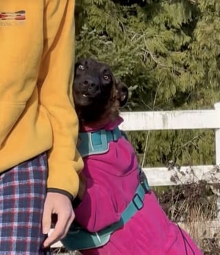 Illustration de l'article : « Elle a commencé à nous croire », il a fallu 3 mois à cette chienne blessée par les humains pour retrouver confiance en eux (vidéo)