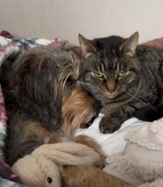 Illustration de l'article : &laquo; C'est un si bel exemple d'amour inconditionnel &raquo;, cette chatte r&eacute;conforte tendrement son ami le chien apr&egrave;s une op&eacute;ration (vid&eacute;o)