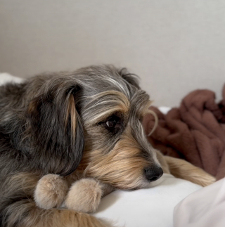 Illustration de l'article : &laquo; C'est un si bel exemple d'amour inconditionnel &raquo;, cette chatte r&eacute;conforte tendrement son ami le chien apr&egrave;s une op&eacute;ration (vid&eacute;o)