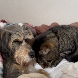 Illustration de l'article : &laquo; C'est un si bel exemple d'amour inconditionnel &raquo;, cette chatte r&eacute;conforte tendrement son ami le chien apr&egrave;s une op&eacute;ration (vid&eacute;o)