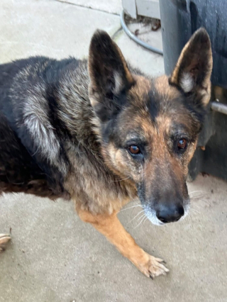 Illustration de l'article : Orphelins apr&egrave;s le d&eacute;c&egrave;s de leur ma&icirc;tre v&eacute;t&eacute;ran, 2 Bergers Allemands s&eacute;niors sont adopt&eacute;s gr&acirc;ce aux voisins