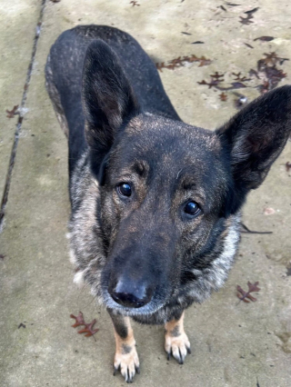 Illustration de l'article : Orphelins apr&egrave;s le d&eacute;c&egrave;s de leur ma&icirc;tre v&eacute;t&eacute;ran, 2 Bergers Allemands s&eacute;niors sont adopt&eacute;s gr&acirc;ce aux voisins