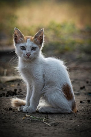 Illustration de l'article : À l'approche des élections municipales la SPA lance une vaste pétition pour généraliser la stérilisation des chats errants