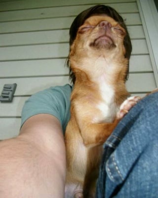 Illustration de l'article : 16 photos de chiens dr&ocirc;les ou insolites qui &eacute;gayeront votre journ&eacute;e