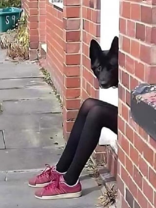 Illustration de l'article : 16 photos de chiens dr&ocirc;les ou insolites qui &eacute;gayeront votre journ&eacute;e