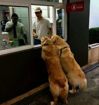 Illustration de l'article : 16 photos de chiens dr&ocirc;les ou insolites qui &eacute;gayeront votre journ&eacute;e