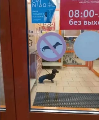 Illustration de l'article : 16 photos de chiens dr&ocirc;les ou insolites qui &eacute;gayeront votre journ&eacute;e