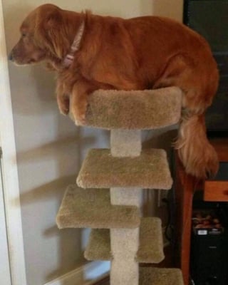 Illustration de l'article : 16 photos de chiens dr&ocirc;les ou insolites qui &eacute;gayeront votre journ&eacute;e