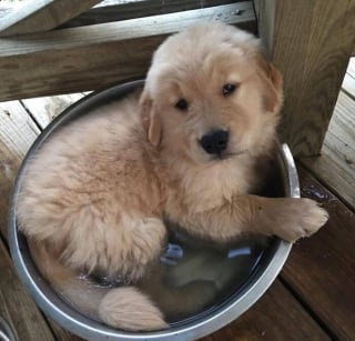 Illustration de l'article : 16 photos de chiens dr&ocirc;les ou insolites qui &eacute;gayeront votre journ&eacute;e