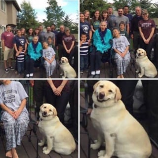 Illustration de l'article : 16 photos de chiens dr&ocirc;les ou insolites qui &eacute;gayeront votre journ&eacute;e