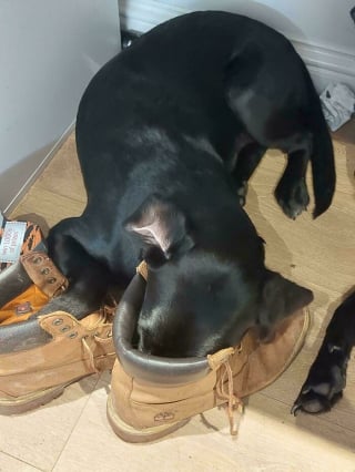 Illustration de l'article : 14 photos d&rsquo;animaux maladroits et dr&ocirc;les qui prouvent qu&rsquo;ils sont les meilleurs pour nous faire sourire