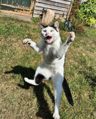 Illustration de l'article : 14 photos d&rsquo;animaux maladroits et dr&ocirc;les qui prouvent qu&rsquo;ils sont les meilleurs pour nous faire sourire