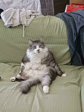 Illustration de l'article : 14 photos d&rsquo;animaux maladroits et dr&ocirc;les qui prouvent qu&rsquo;ils sont les meilleurs pour nous faire sourire