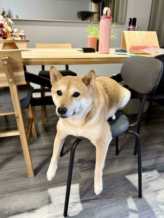 Illustration de l'article : 14 photos d&rsquo;animaux maladroits et dr&ocirc;les qui prouvent qu&rsquo;ils sont les meilleurs pour nous faire sourire