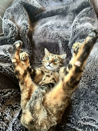 Illustration de l'article : 14 photos d&rsquo;animaux maladroits et dr&ocirc;les qui prouvent qu&rsquo;ils sont les meilleurs pour nous faire sourire