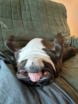 Illustration de l'article : 14 photos d&rsquo;animaux maladroits et dr&ocirc;les qui prouvent qu&rsquo;ils sont les meilleurs pour nous faire sourire