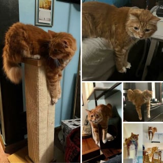 Illustration de l'article : 14 photos d&rsquo;animaux maladroits et dr&ocirc;les qui prouvent qu&rsquo;ils sont les meilleurs pour nous faire sourire